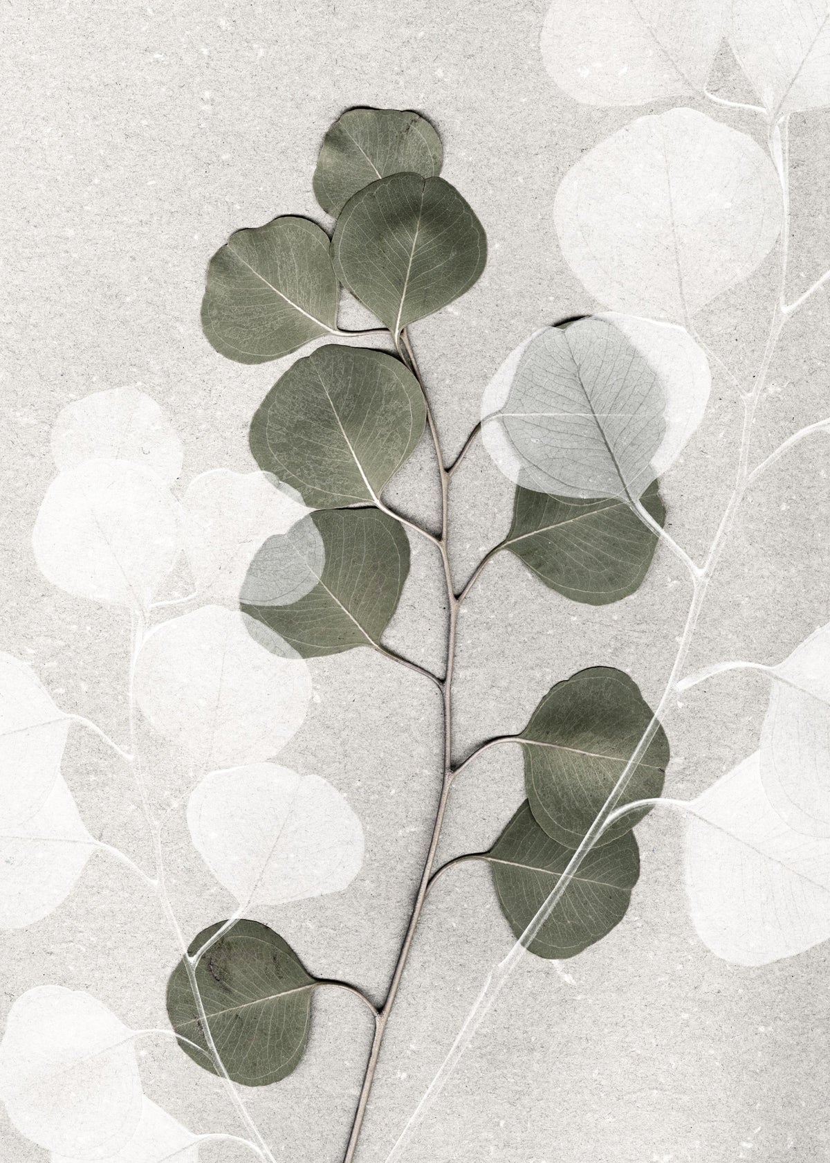 Eucalyptus Art No2 Print