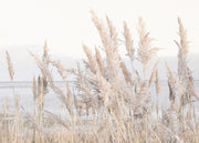 Reeds by the Sea Print