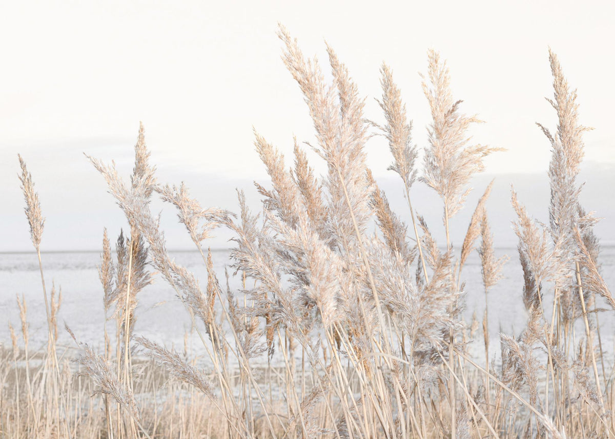 Reeds by the Sea Print