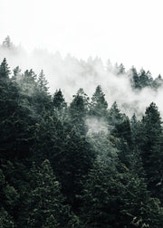 Pine Tree In The Fog Print