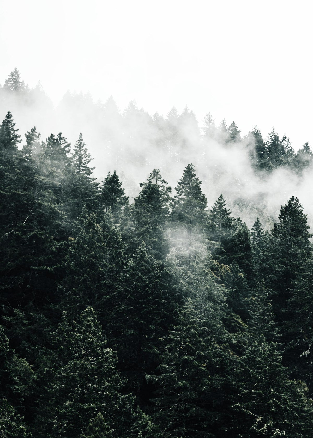 Pine Tree In The Fog Print