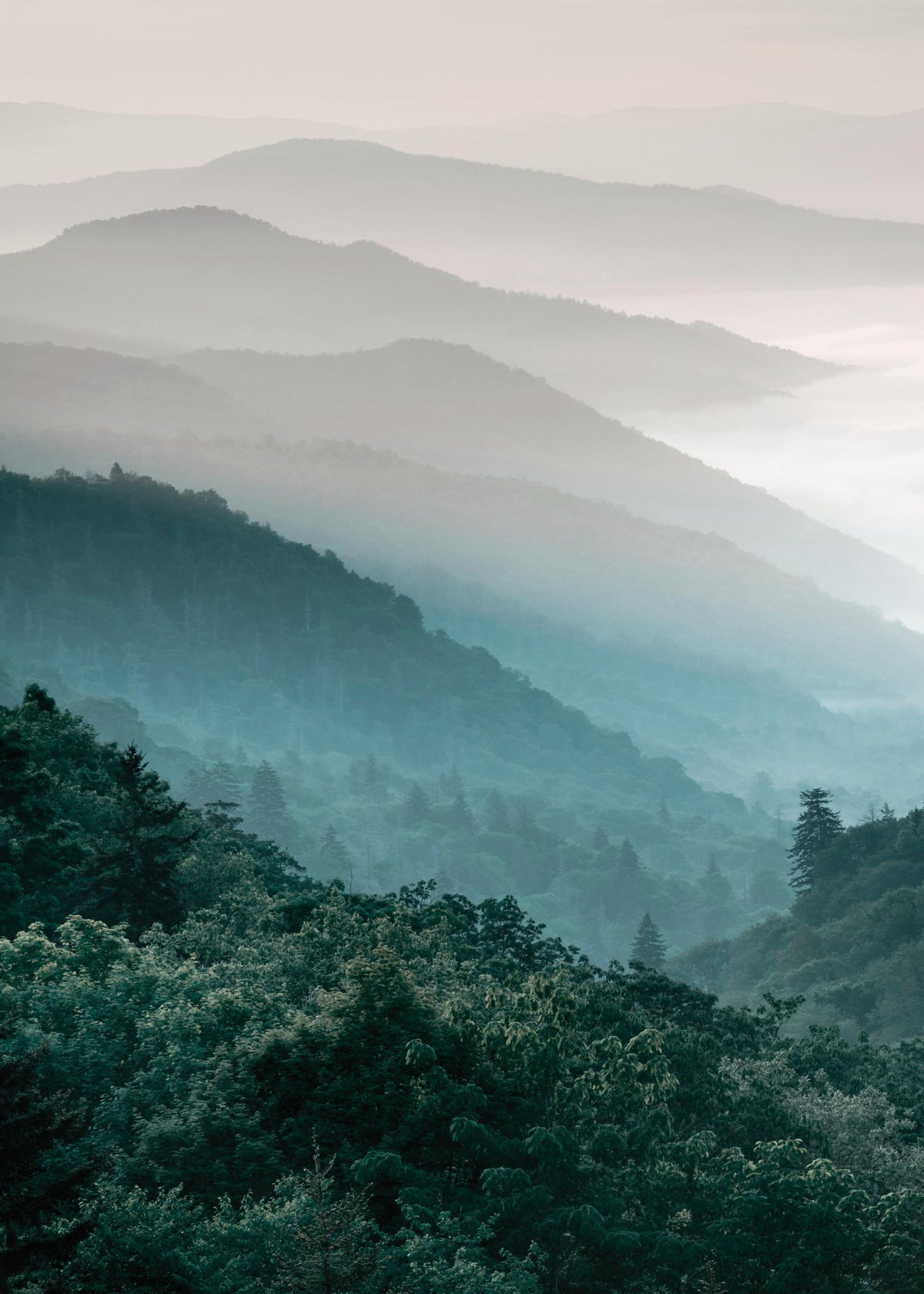 Forest Mountain, Prints
