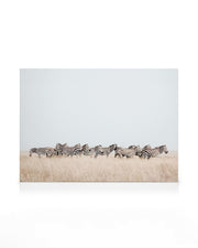Zebra Herd Canvas print