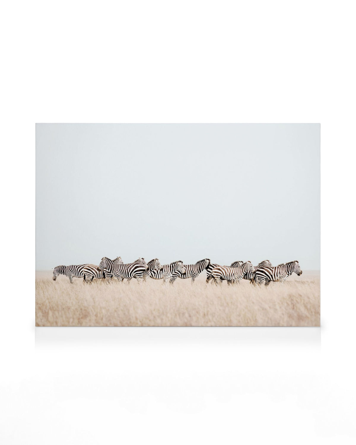 Zebra Herd Canvas print