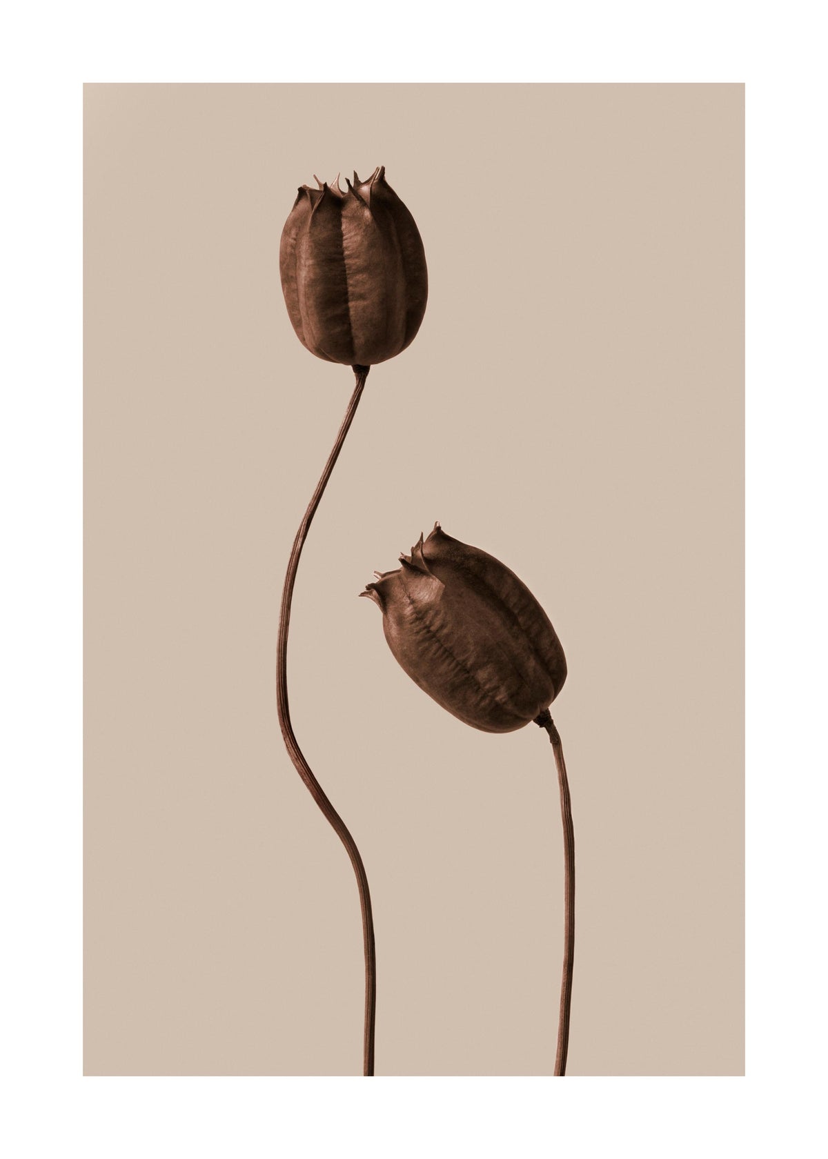 Brown Flowers Print