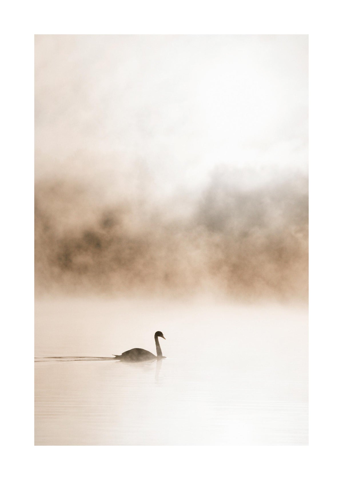 Gliding Swan Print