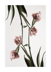 Pink Tulipe No2 Print