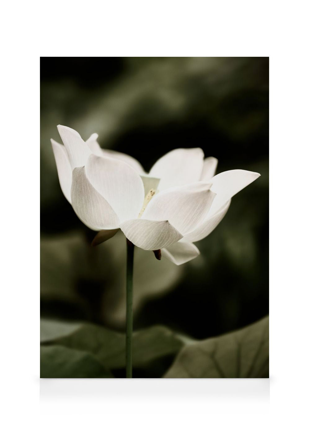 Symbol of Peace Canvas print
