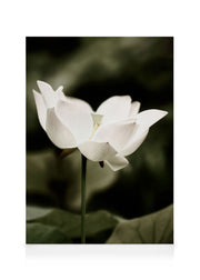 Symbol of Peace Canvas print