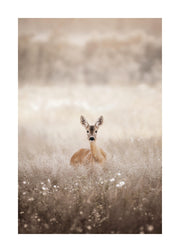 Roe Deer on a Field Print