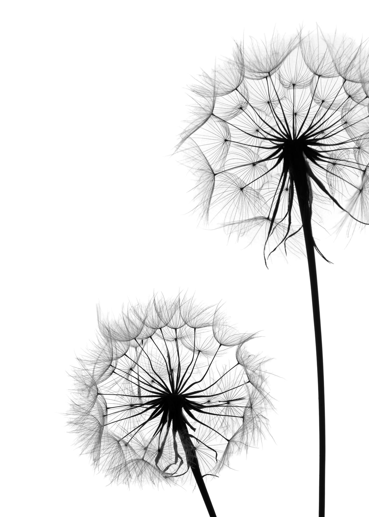 Dandelion No1 Print