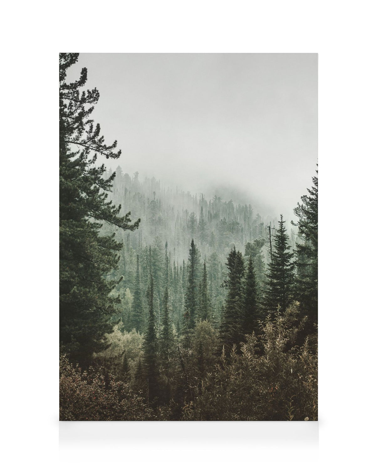 Deep Green Forest Canvas print