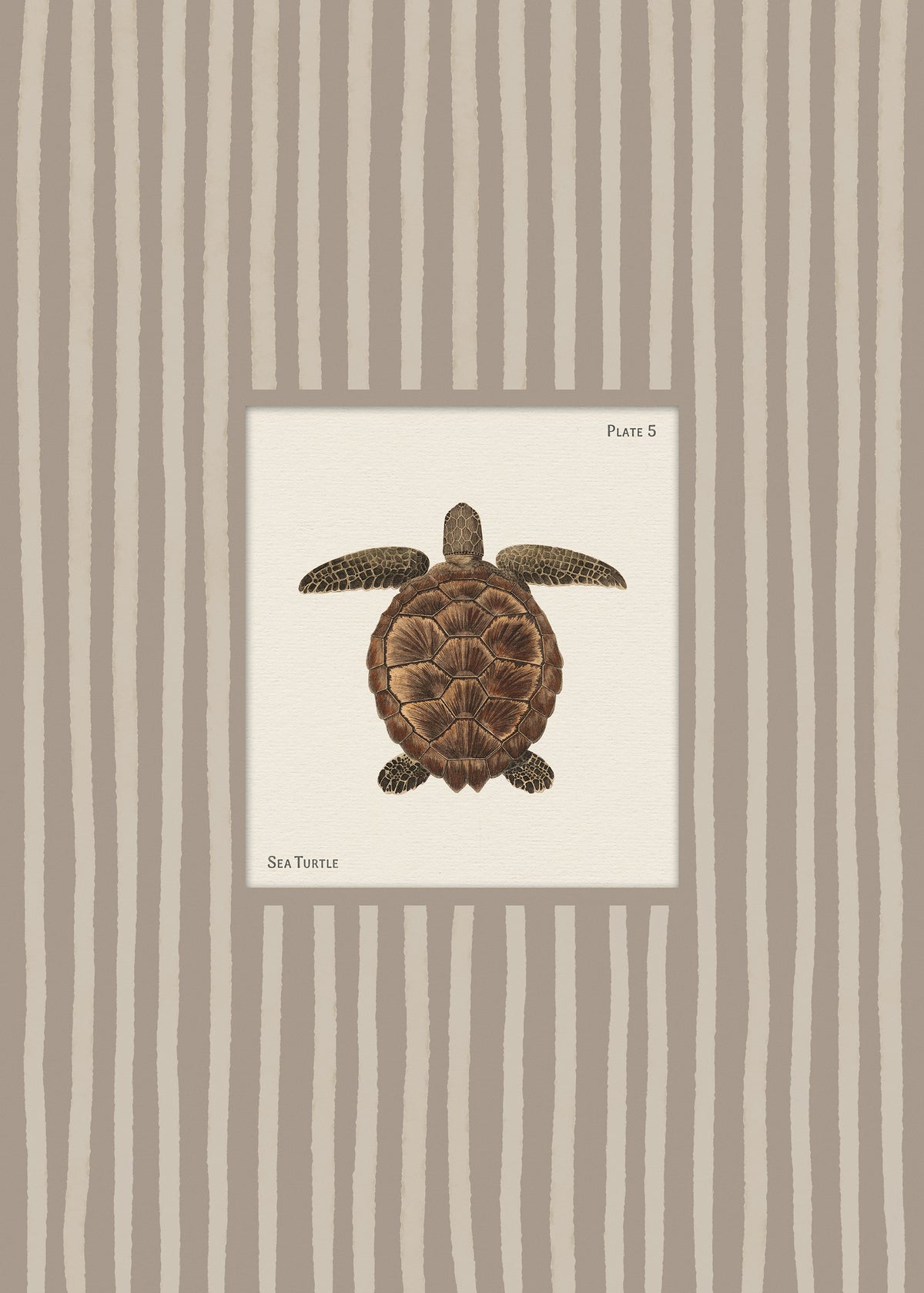 Vintage Sea Turtle Print