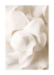 Rose Flower Bud Print