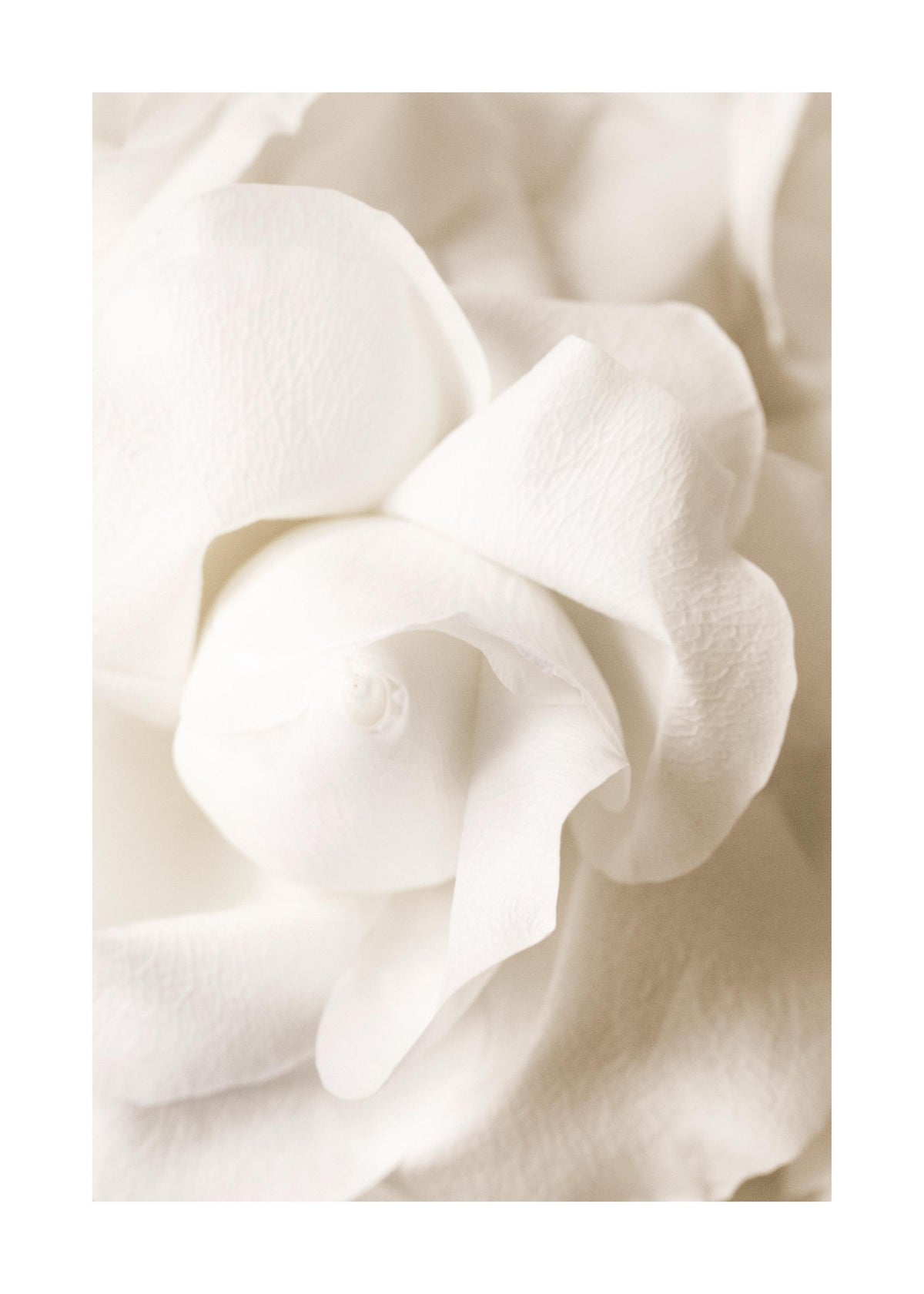 Rose Flower Bud Print