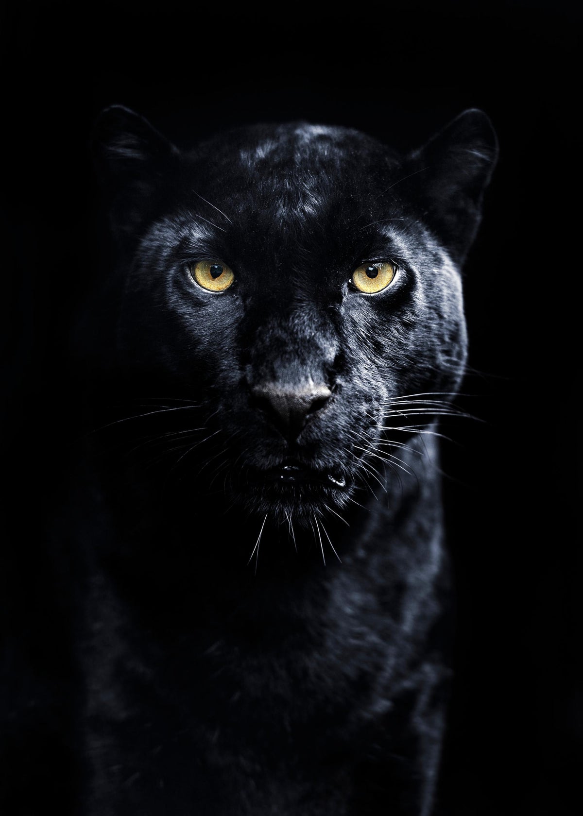 Panther Print