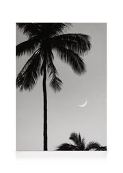 Moonlit Palms Canvas print