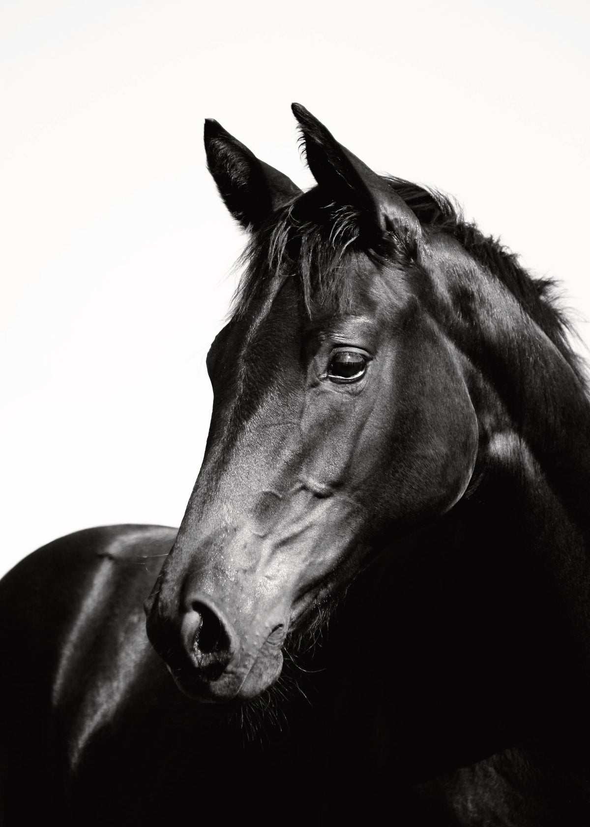Black Stallion, Prints