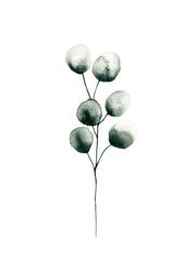 Eucalyptus Plant, Print