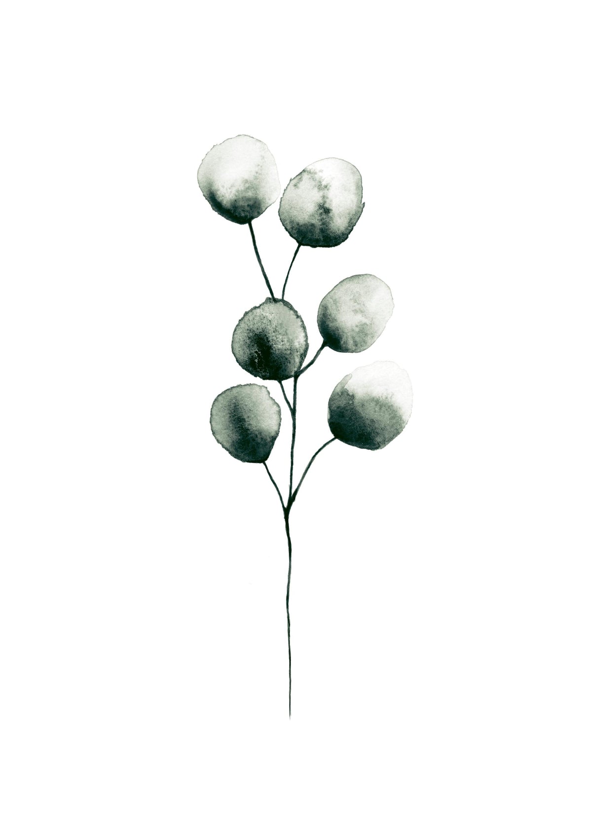 Eucalyptus Plant, Print