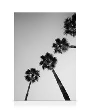 Palm Tree Line Up Canvas print