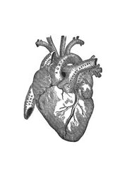 Heart Anatomy Print