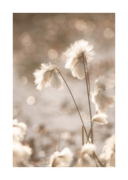 Cotton Grass Print