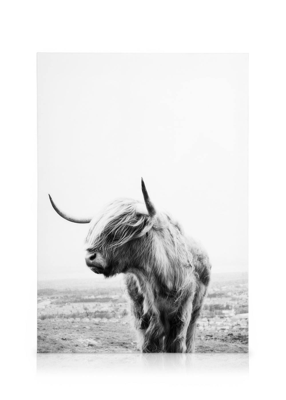 Highland Cow Canvas print