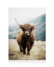 Highland Cattle on Field Canvas print
