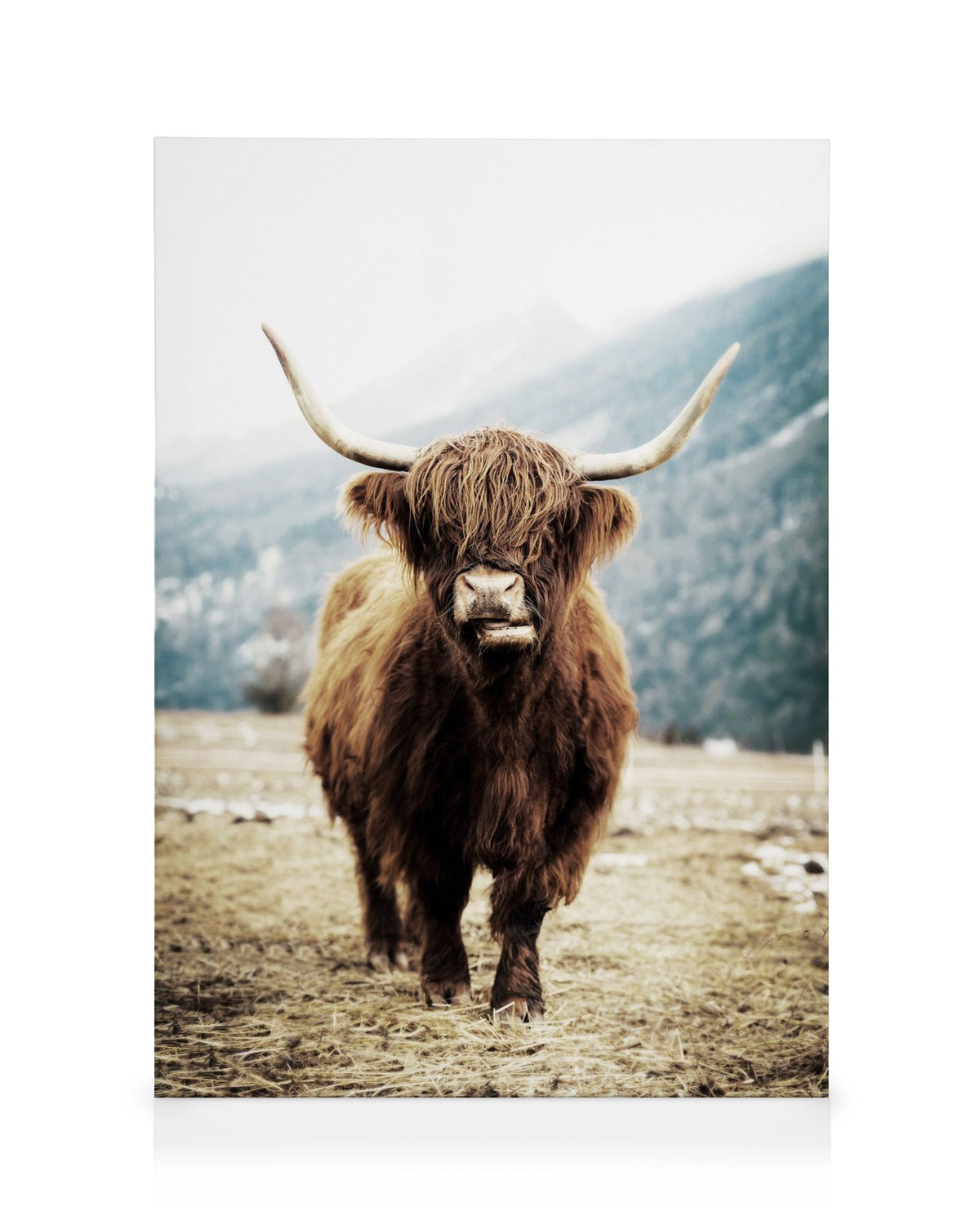 Highland Cattle on Field Canvas print