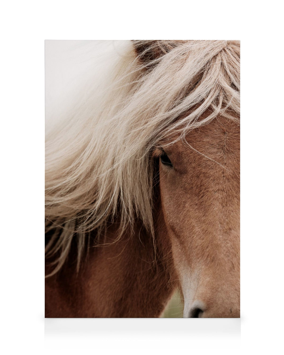 Chestnut Horse Canvas print