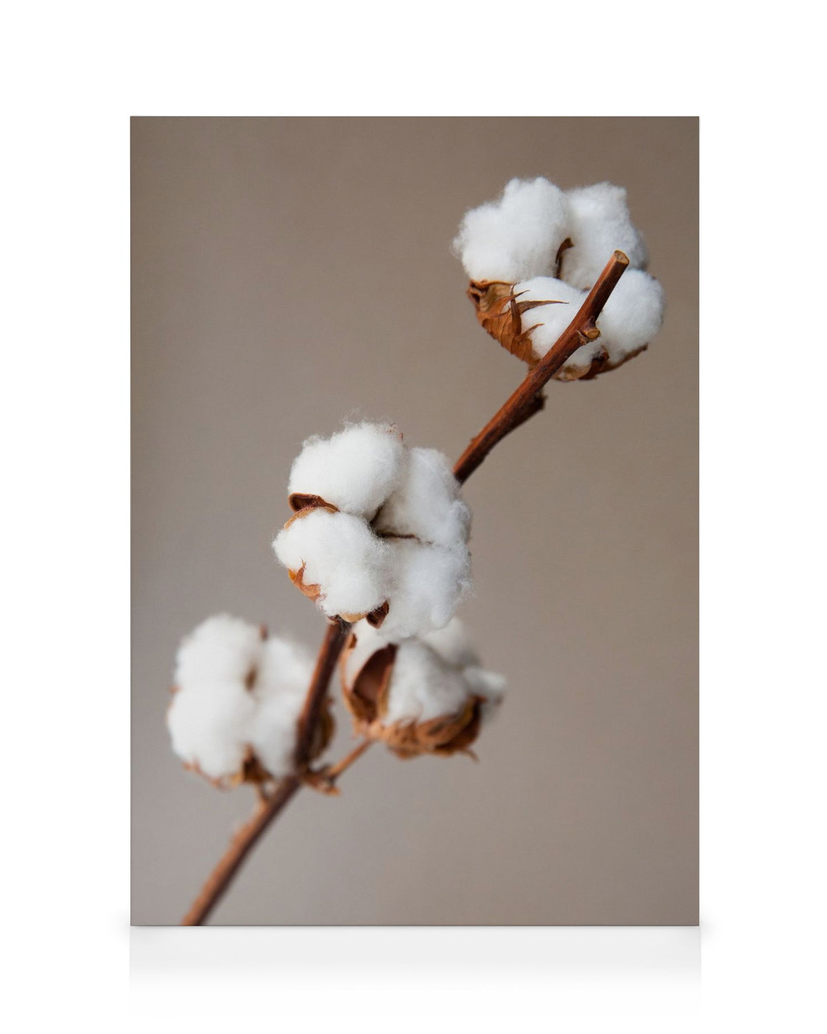 Cotton Flower Canvas print