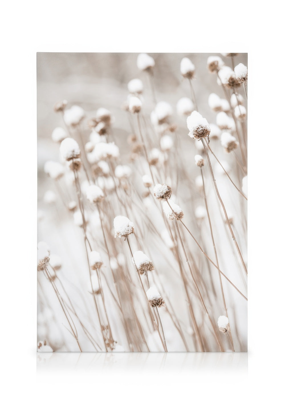 Snow Covered Flowers Canvas print