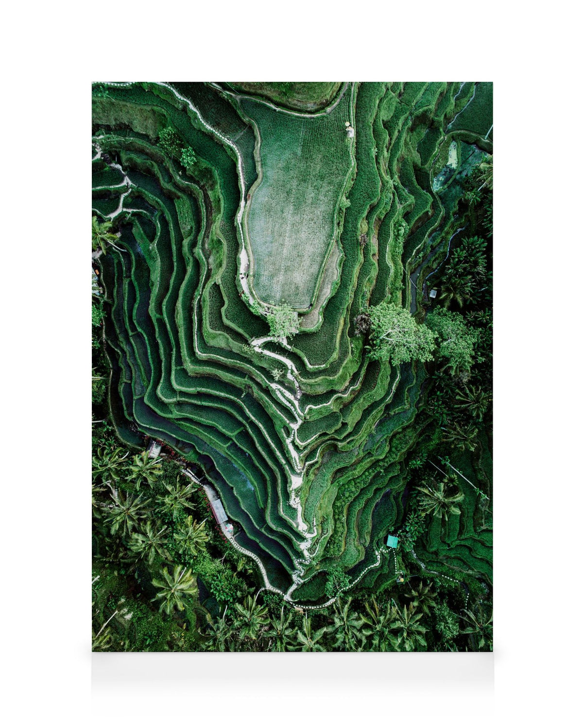 Rice Terraces Canvas print