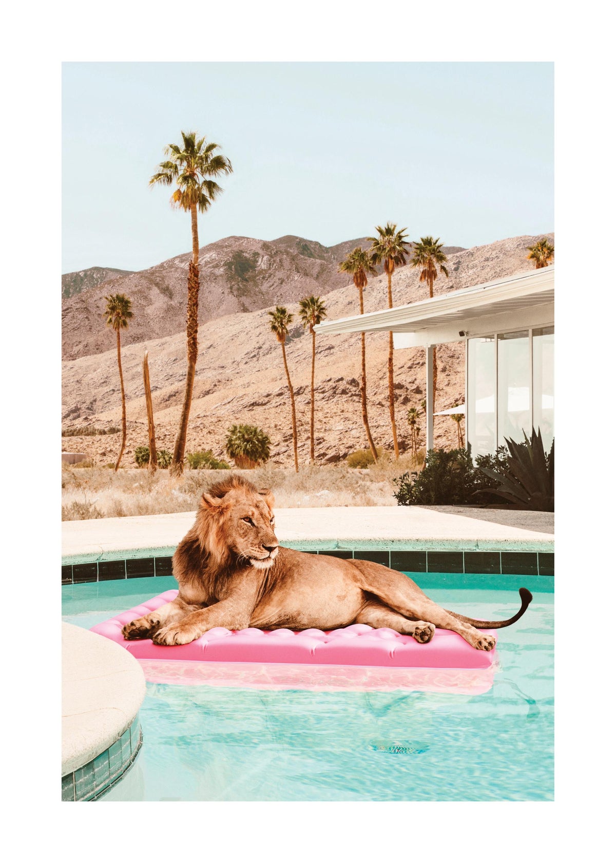 Sunbathing Lion Print