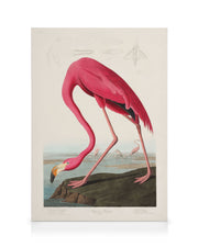 Audubon - Pink Flamingo from Birds of America Canvas print