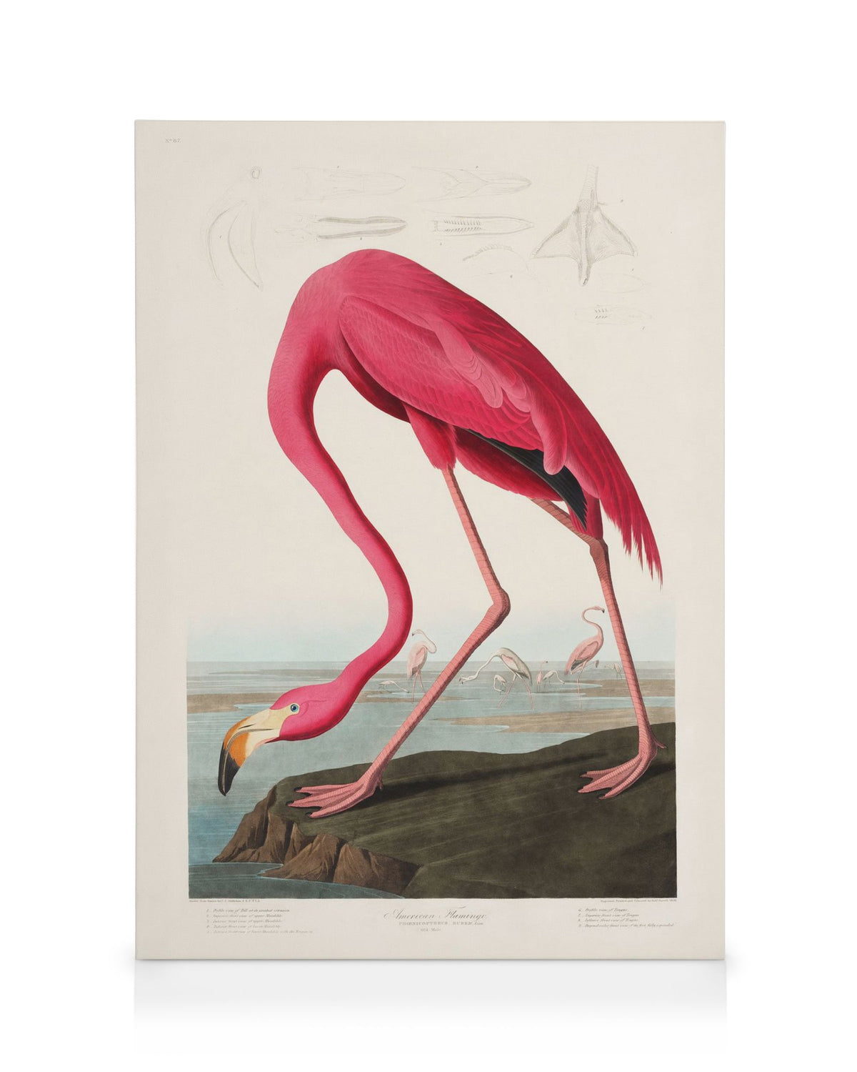 Audubon - Pink Flamingo from Birds of America Canvas print