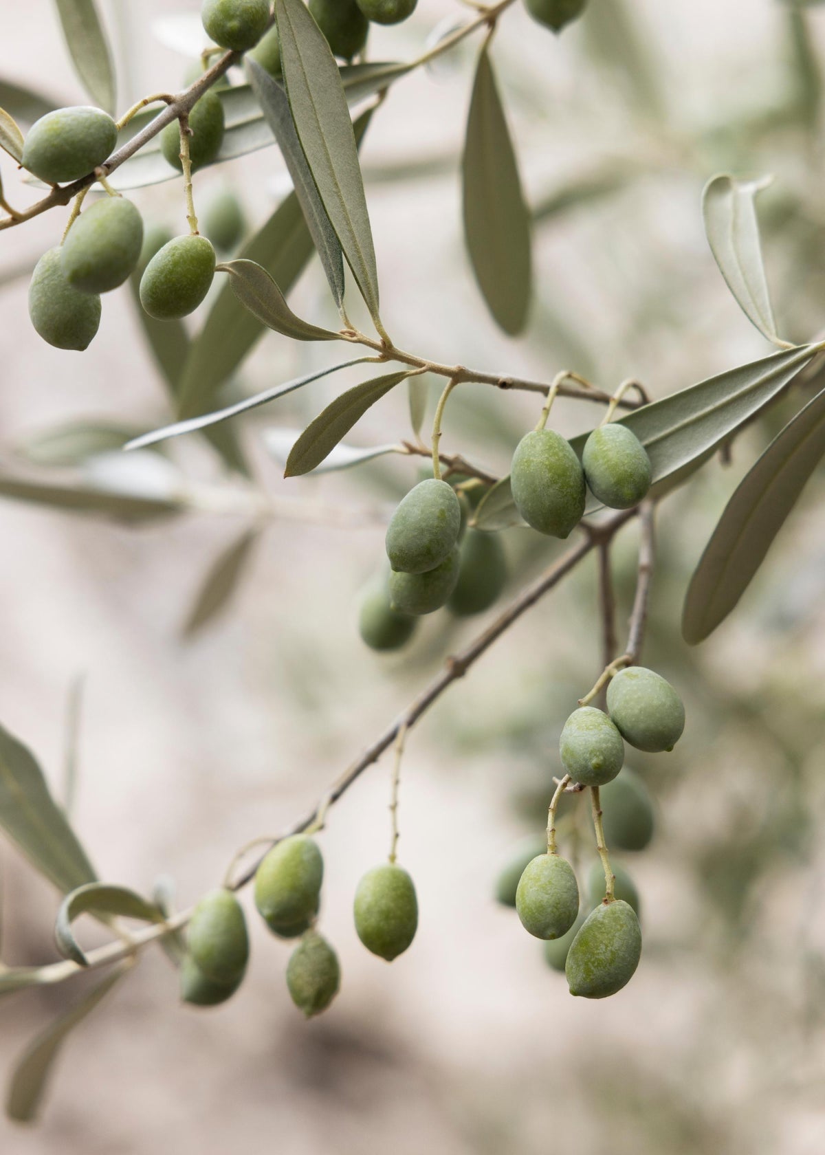 Olive Branches Print