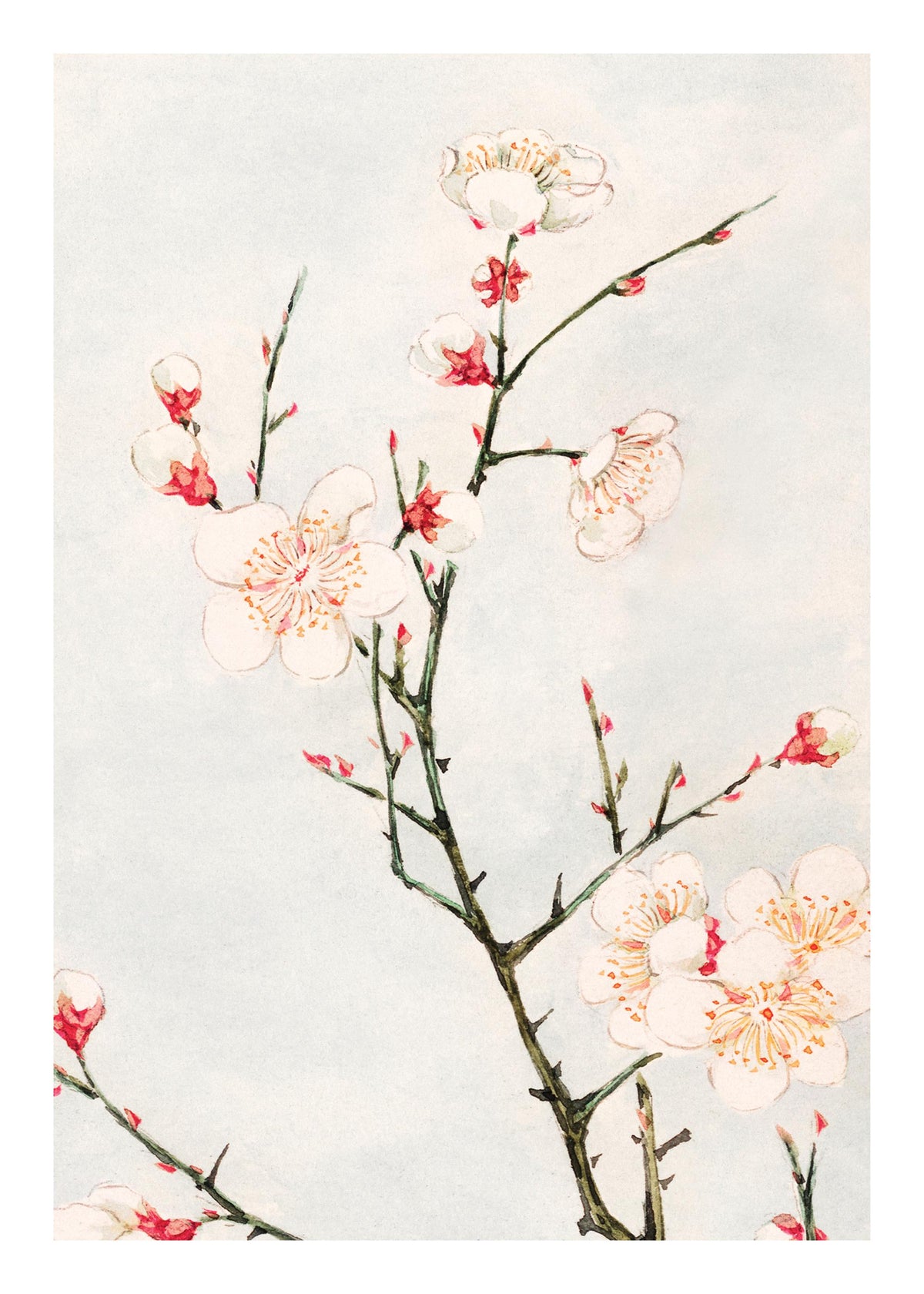 Megata Morikaga - Plum Branches with Blossoms Print