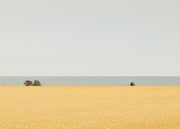 Field of Gold Print
