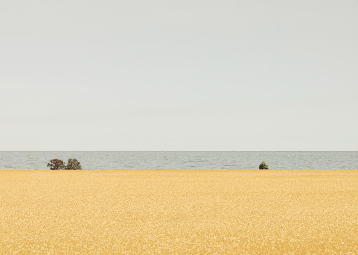 Field of Gold Print