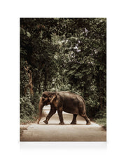 Path of Giants Canvas print