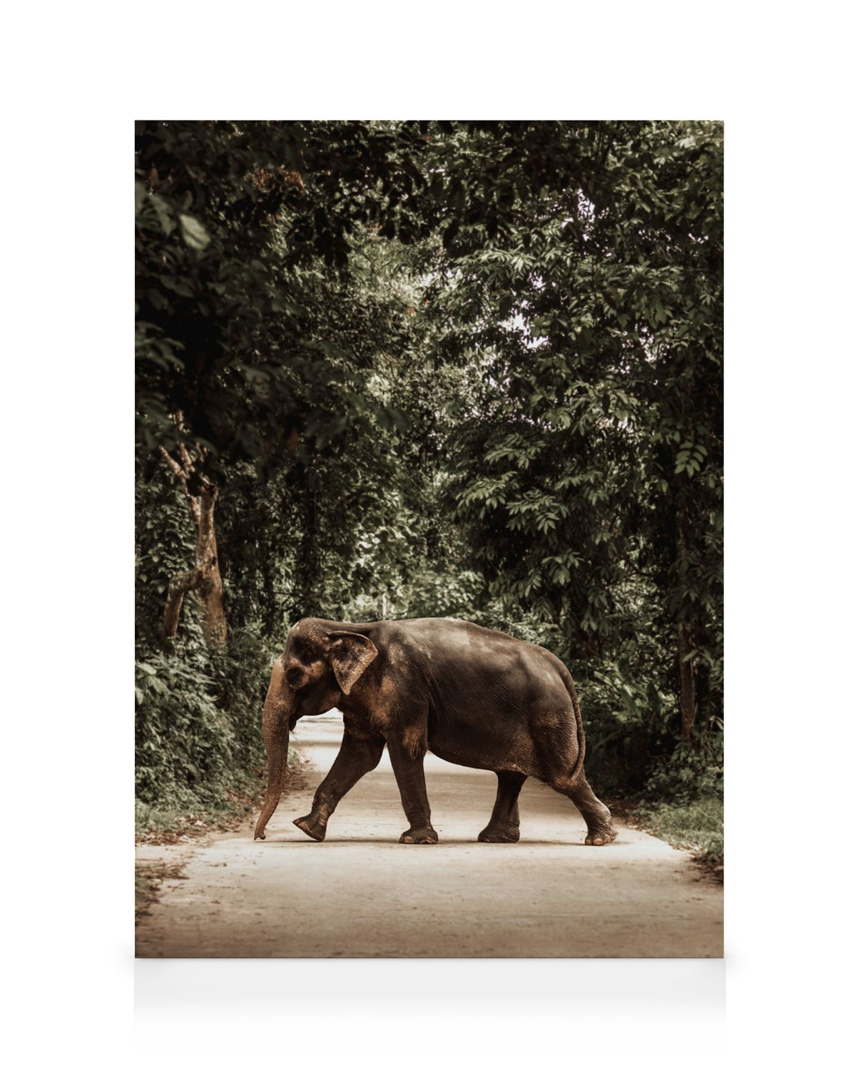 Path of Giants Canvas print