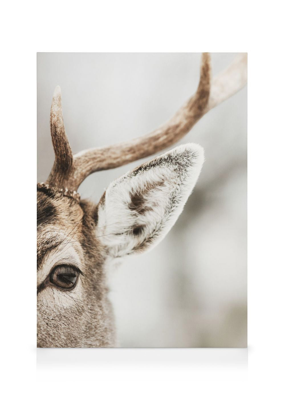 Reindeer Close Up Canvas print