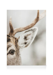 Reindeer Close Up Canvas print