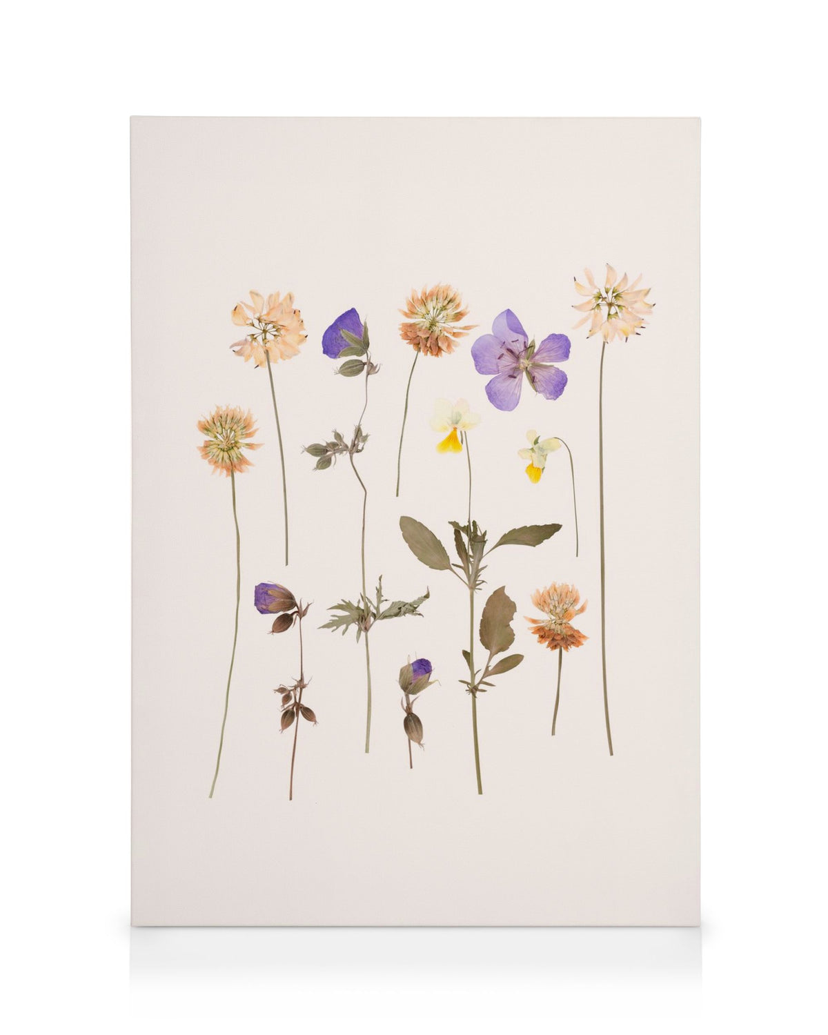 Pressed Flowers No2 Canvas print