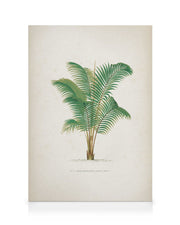 Vintage Canvas print Collection No4 Canvas print