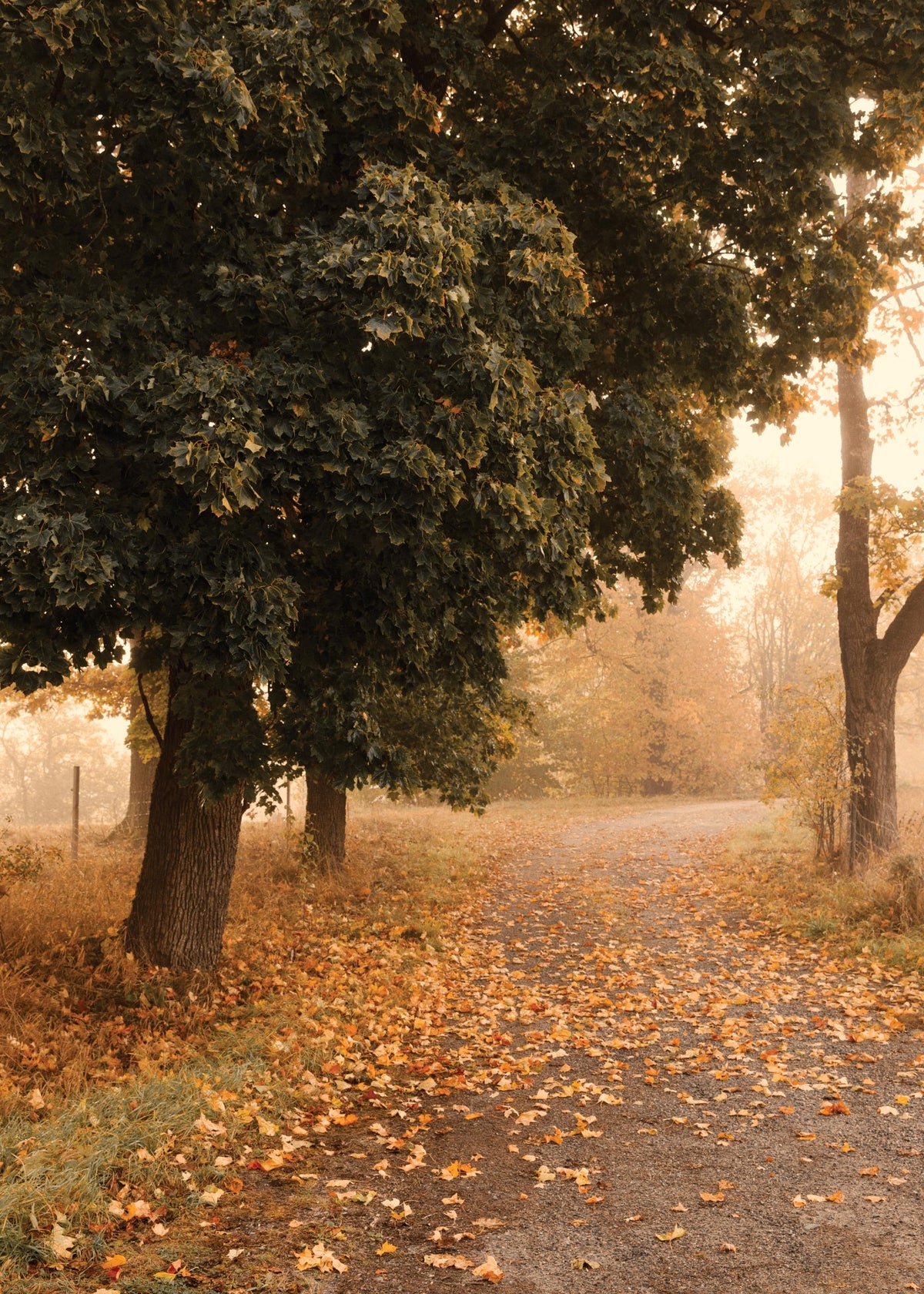 Autumn Stroll Print
