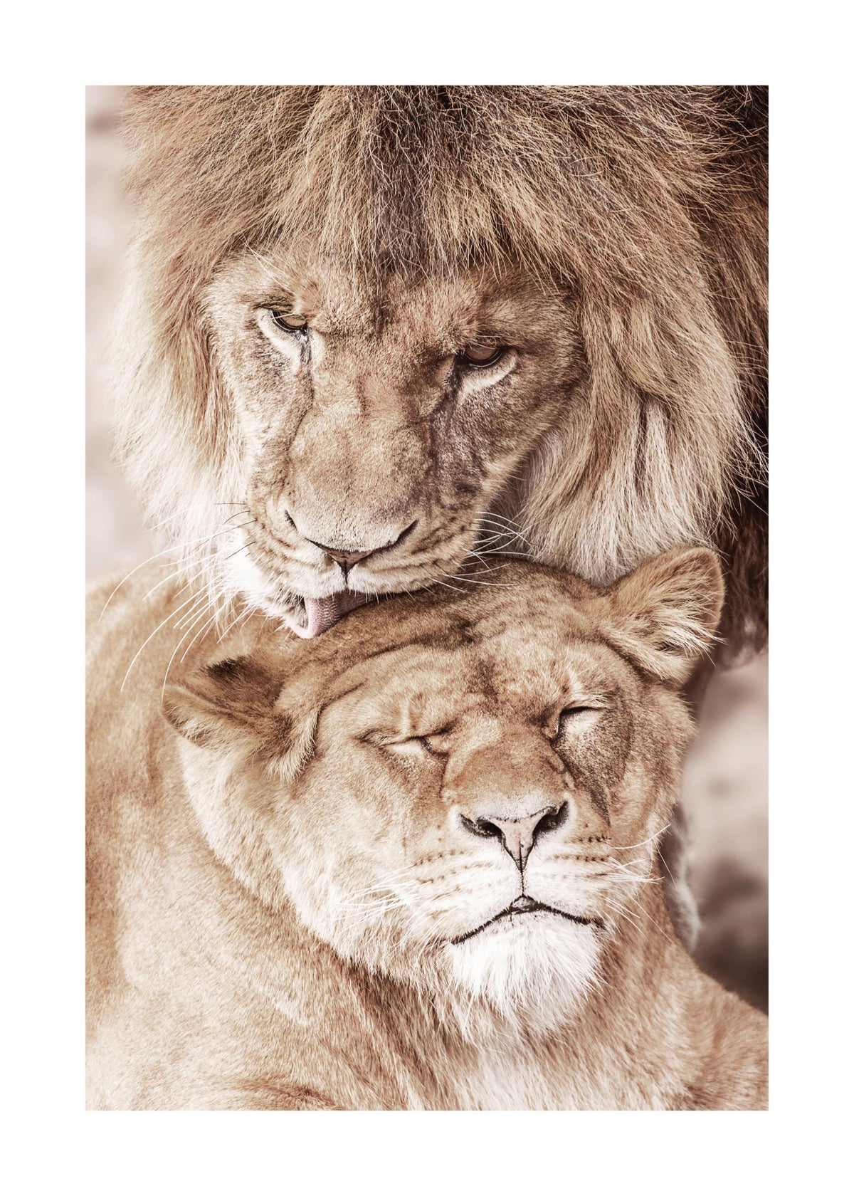 Lion Love Print