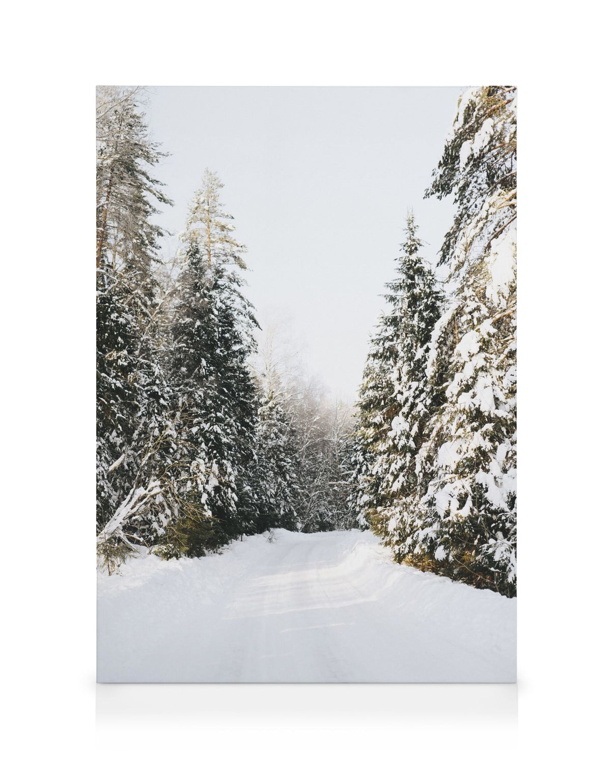Coniferous Tree Road Canvas print